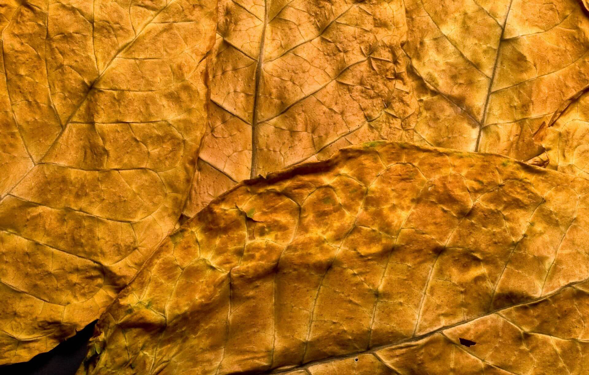 Tobacco Leaf